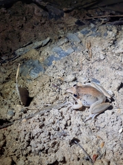 Litoria latopalmata