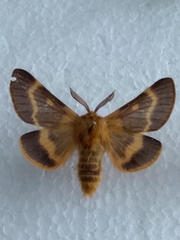 Lemonia dumi