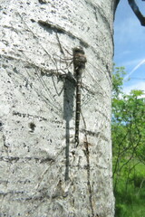 Gomphaeschna furcillata