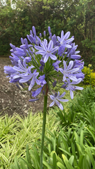 Agapanthus praecox
