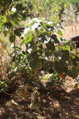 Croton macrostachyus