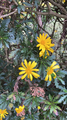 Euryops pectinatus
