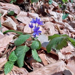 Scilla