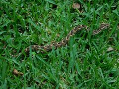 Bitis arietans arietans