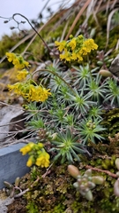 Draba aizoides