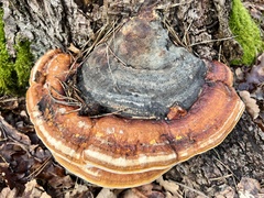 Fomitopsis pinicola