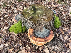 Fomitopsis pinicola