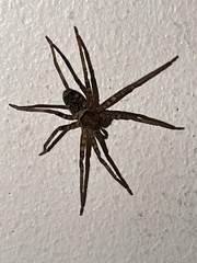 Heteropoda venatoria