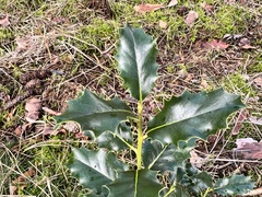 Ilex aquifolium