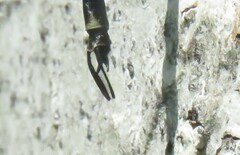 Gomphaeschna furcillata