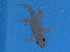 Hemidactylus garnotii