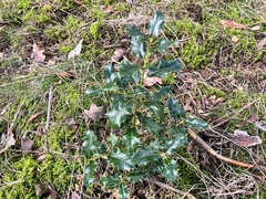 Ilex aquifolium