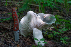 Russula cyanoxantha