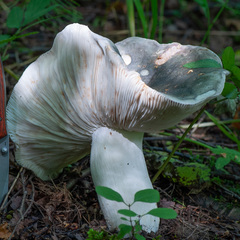 Russula cyanoxantha