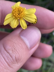 Senecio californicus