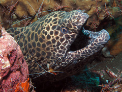 Gymnothorax favagineus