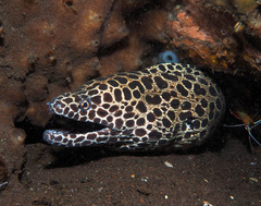 Gymnothorax favagineus