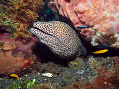 Gymnothorax favagineus