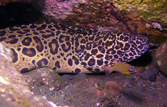 Gymnothorax favagineus