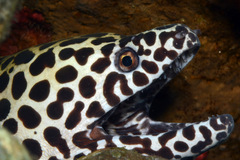 Gymnothorax favagineus