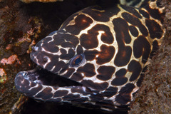 Gymnothorax favagineus