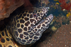 Gymnothorax favagineus