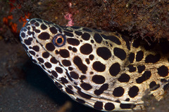 Gymnothorax favagineus