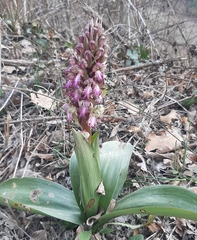 Himantoglossum robertianum
