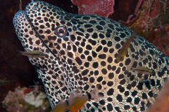 Gymnothorax favagineus