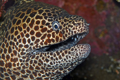 Gymnothorax favagineus