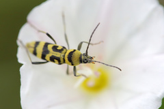 Chlorophorus varius