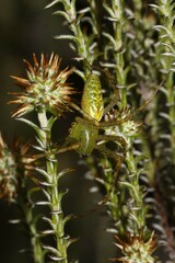 Peucetia nicolae