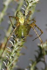 Peucetia nicolae