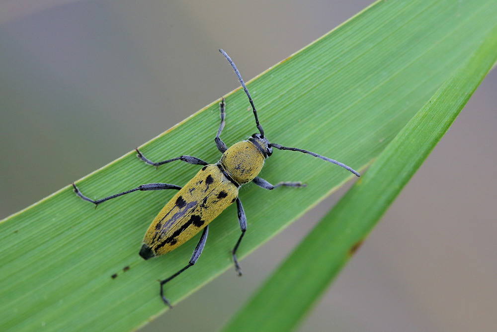 Chlorophorus glabromaculatus