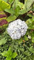 Hydrangea macrophylla