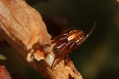 Oxyopidae