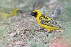 Ploceus cucullatus spilonotus