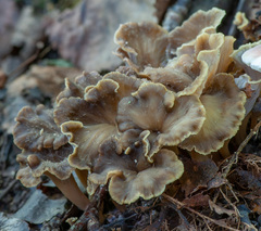 Craterellus undulatus