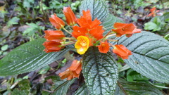Chrysothemis pulchella