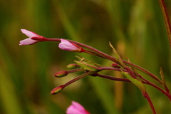 Epilobium collinum