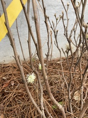 Fothergilla gardenii
