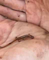 Eurycea chamberlaini