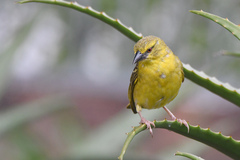 Ploceus cucullatus spilonotus