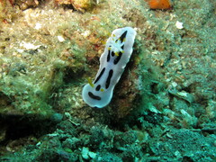 Chromodoris alcalai