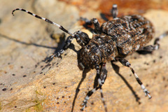 Aegomorphus clavipes