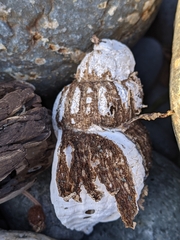 Fusitriton oregonensis