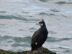 Phalacrocorax carbo carbo