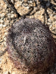 Echinomastus erectocentrus erectocentrus