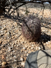 Echinomastus erectocentrus erectocentrus
