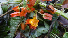 Chrysothemis pulchella